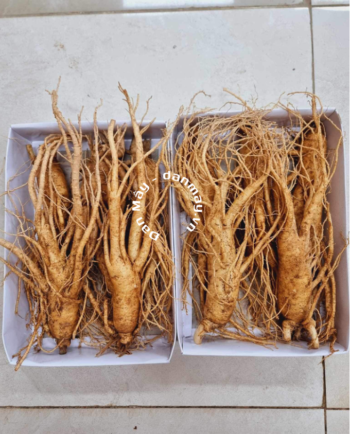 Sâm tươi 5 củ 1kg
