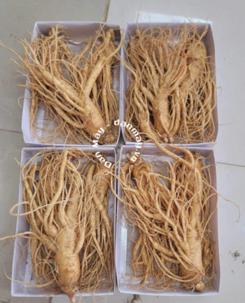 sâm tươi 3 củ 1kg